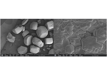 電鏡應用|掃描電鏡下的食品微觀結構